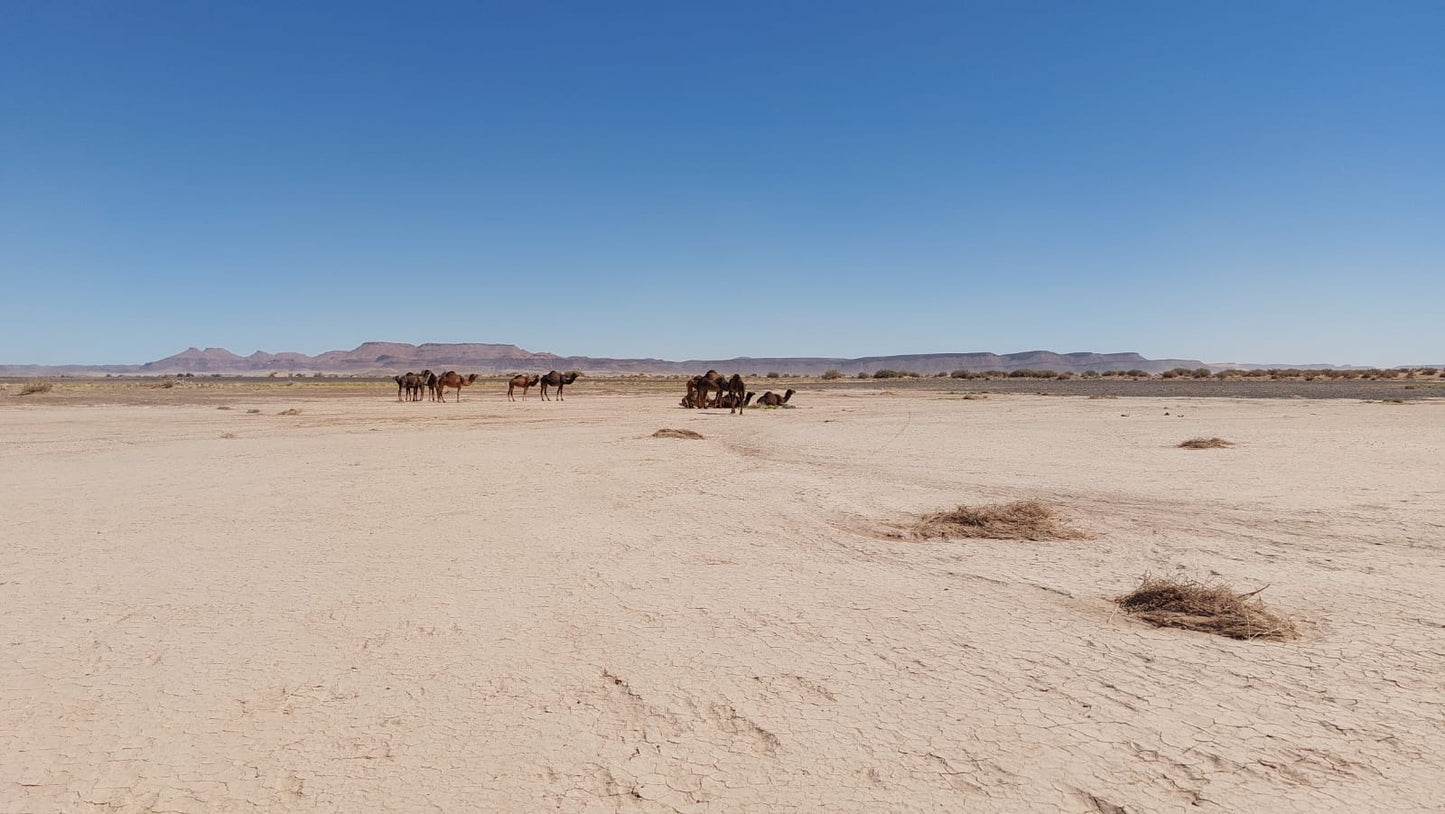 Marocco pure adventure 01-02-2027 - 15-02-2027