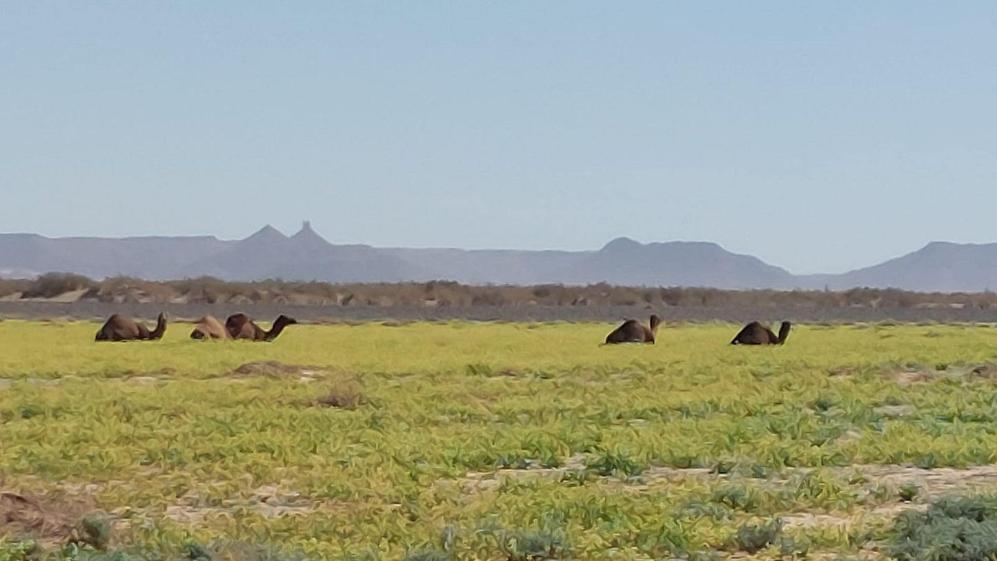 Marocco pure adventure 01-02-2027 - 15-02-2027